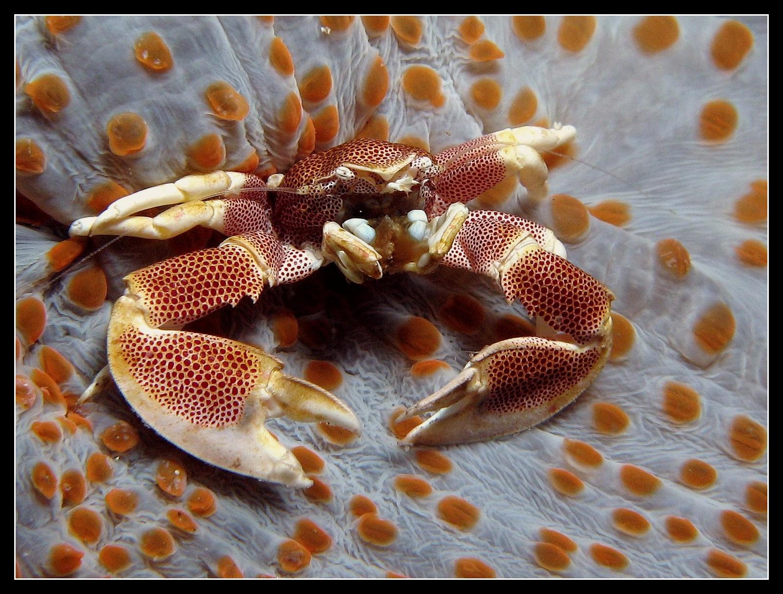 crabe 23.jpg
